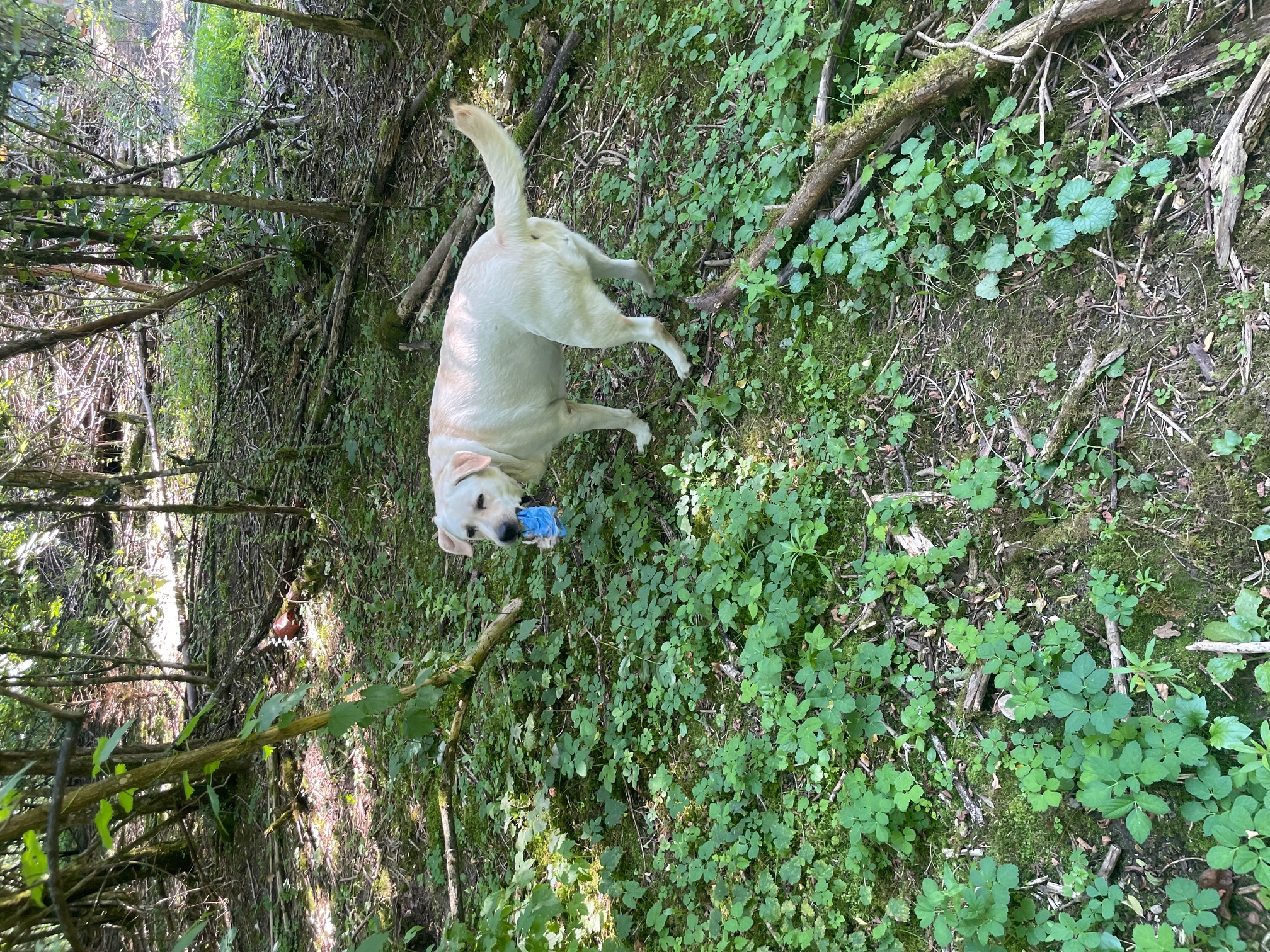 Nourriture pour chiens équilibrée