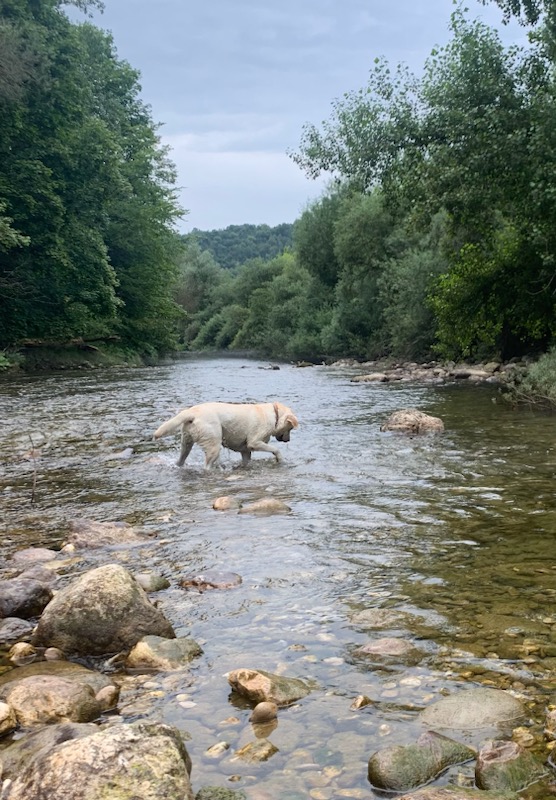 Photos de chien dans une rivière pendant une sortie