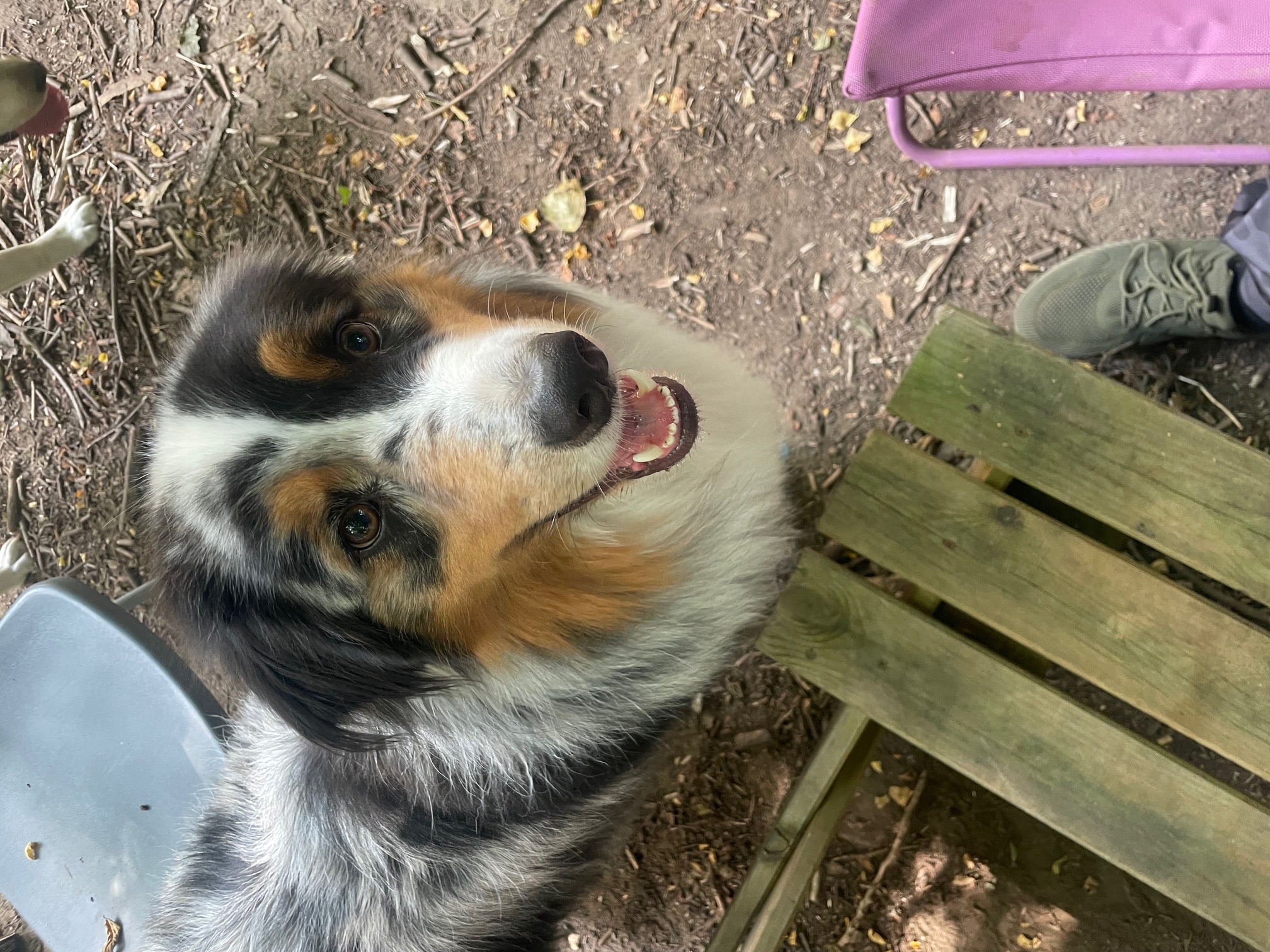 Pension Les Chichicoons